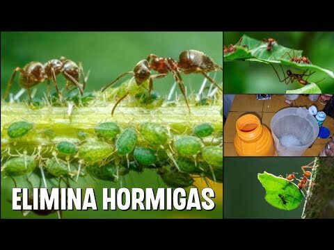 Gu&iacute;a de Comida R&aacute;pida en Madrigueras