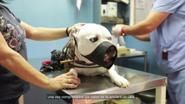 Cl&iacute;nicas Veterinarias en Villarrobledo: Gu&iacute;a Completa