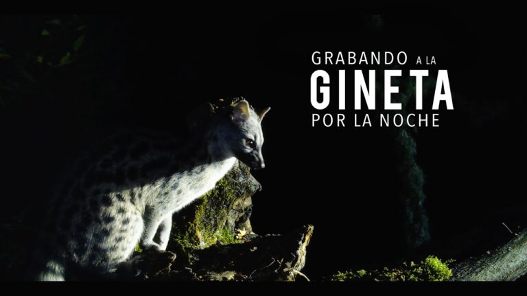 Explorando la Vida Nocturna en La Gineta