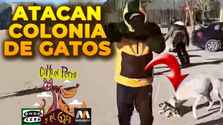 Asistencia Social en La Roda: Gu&iacute;a de Recursos Disponibles